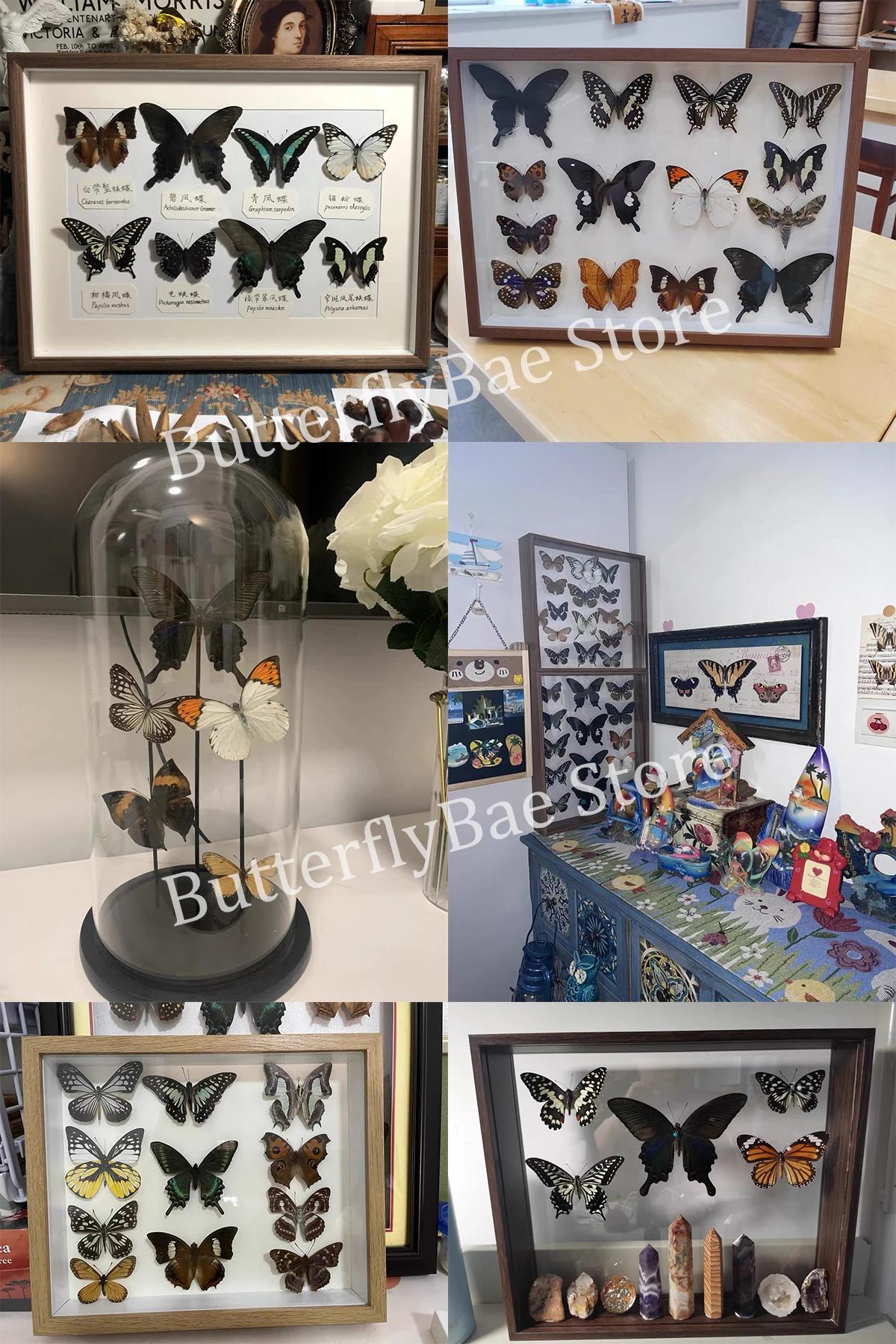 Figurines d'insecte en forme de papillon, accessoires de décoration pour la maison, Collection artis