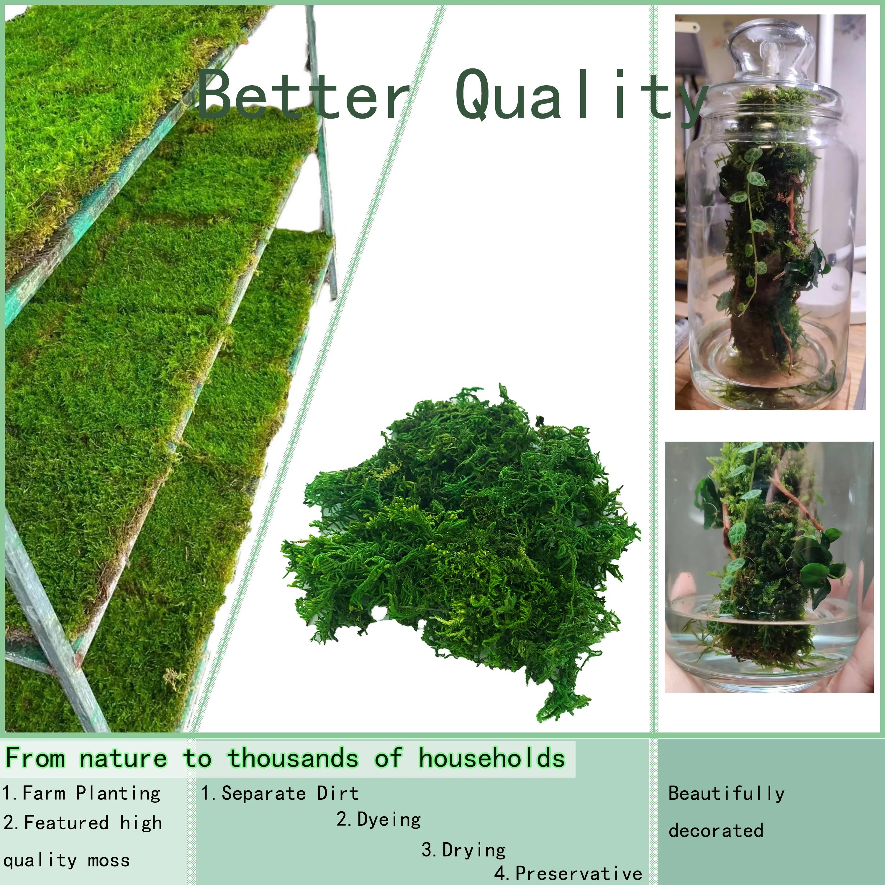 Mousse artificielle verte pour plante en pot, mélange d'orchidées, poteau de mousse de tourbe, artis