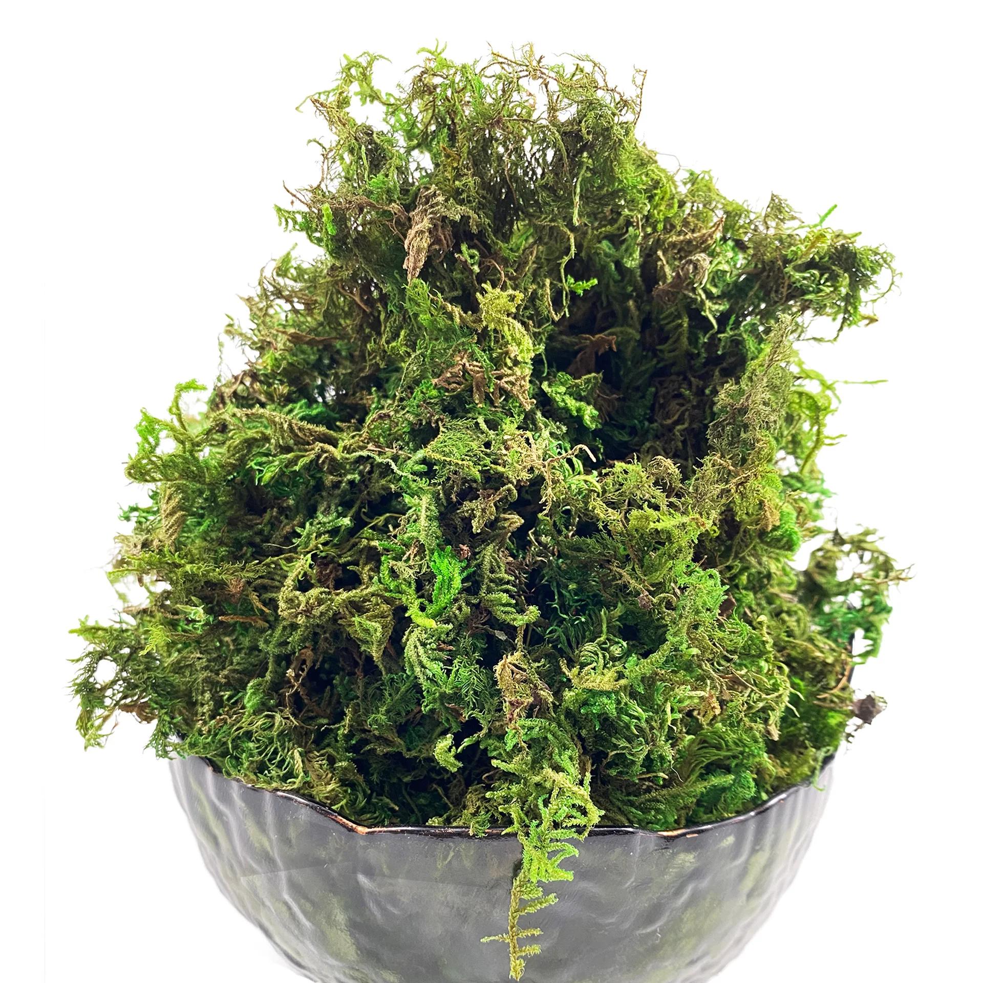 Mousse artificielle verte pour plante en pot, mélange d'orchidées, poteau de mousse de tourbe, artis