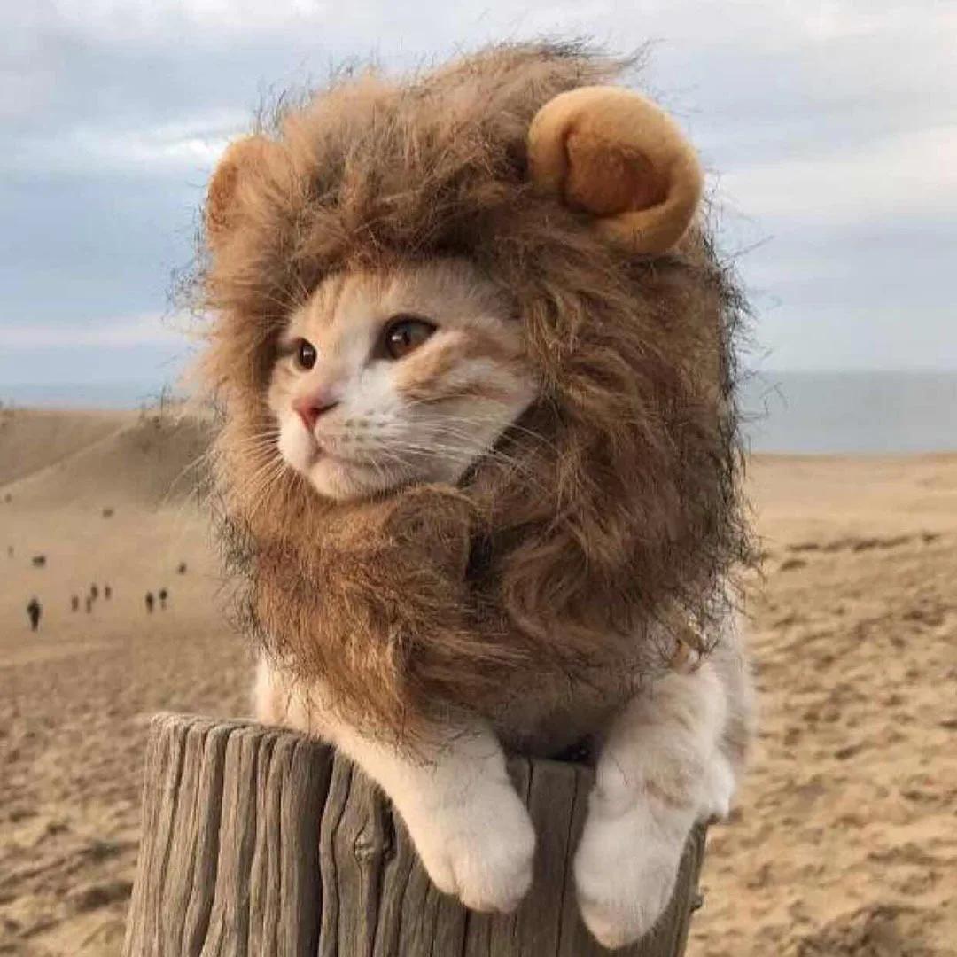Chapeau de perruque de crinière de chat mignon pour chiens et chats, casquette de cheveux de paupièr