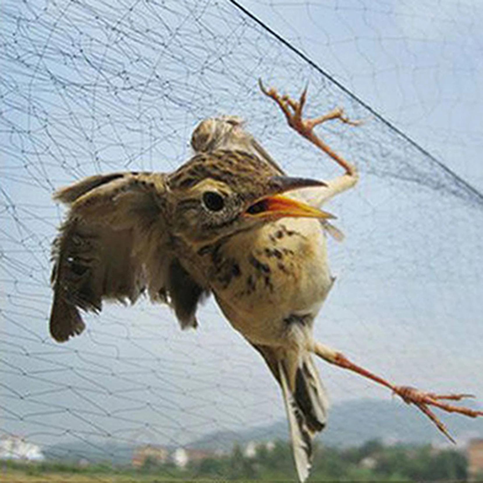 Filet anti-oiseaux, filet anti-oiseaux, filet d'étang, pièges, cultures, arbre fruitier, fleur, jard