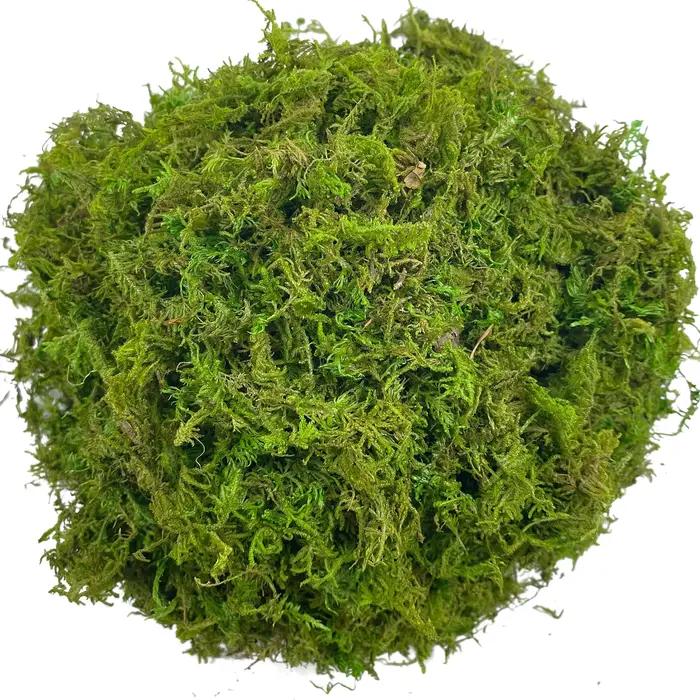 Mousse artificielle verte pour plante en pot, mélange d'orchidées, poteau de mousse de tourbe, artis