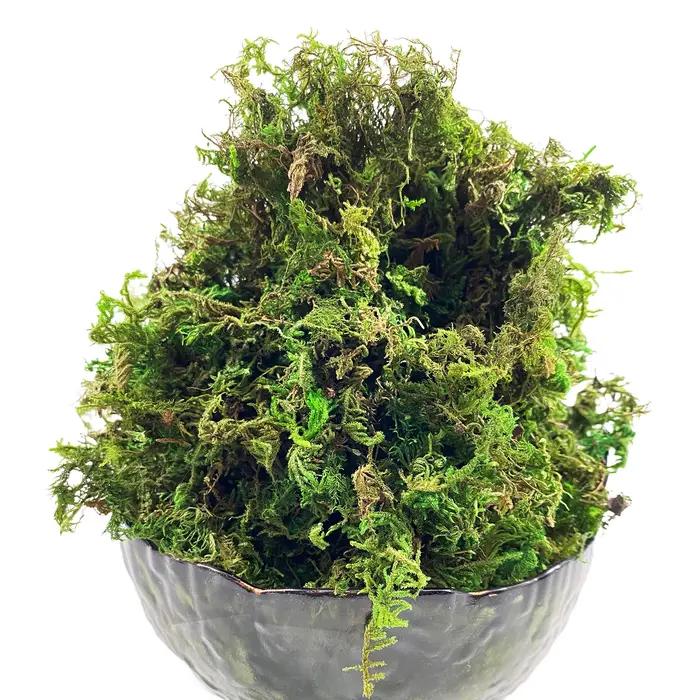 Mousse artificielle verte pour plante en pot, mélange d'orchidées, poteau de mousse de tourbe, artis