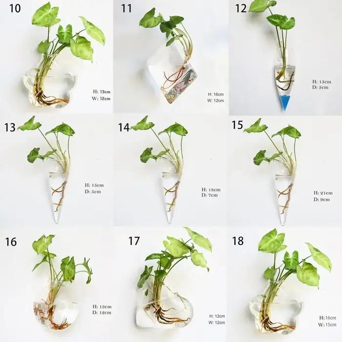 Plantes hydroponiques murales de forme irrégulière, artisanat en verre, vase hydroponique, récipient