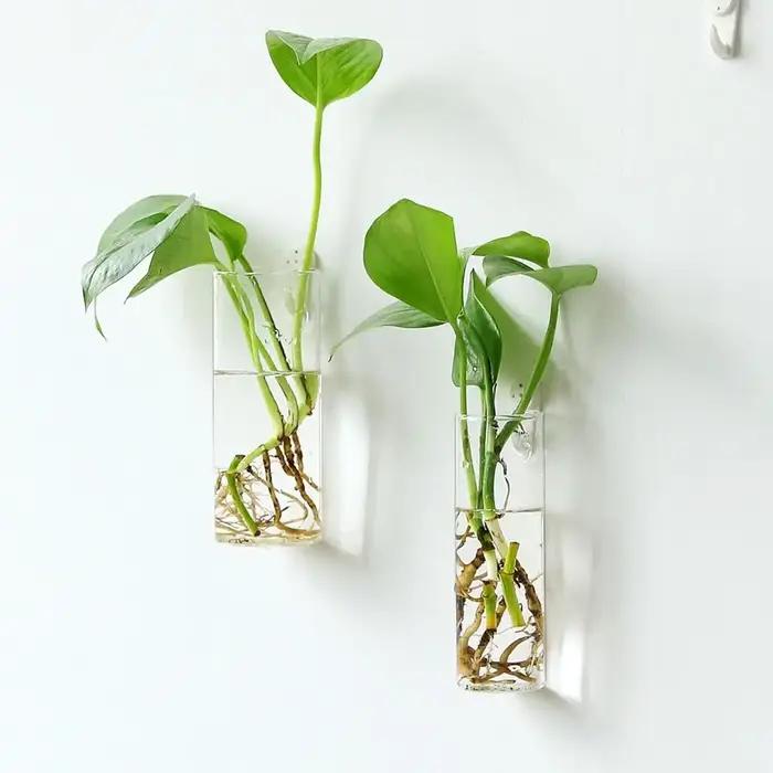 Plantes hydroponiques murales de forme irrégulière, artisanat en verre, vase hydroponique, récipient